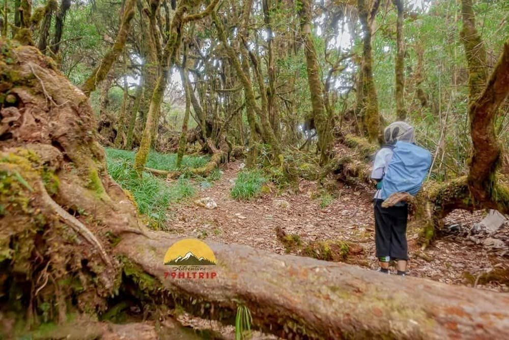 Nhiều người nhận xét, nhìn cánh rừng Tà Xùa như thể quay lại thời kỳ khủng long cách đây hàng triệu năm với khung cảnh huyền bí, lạ lùng...