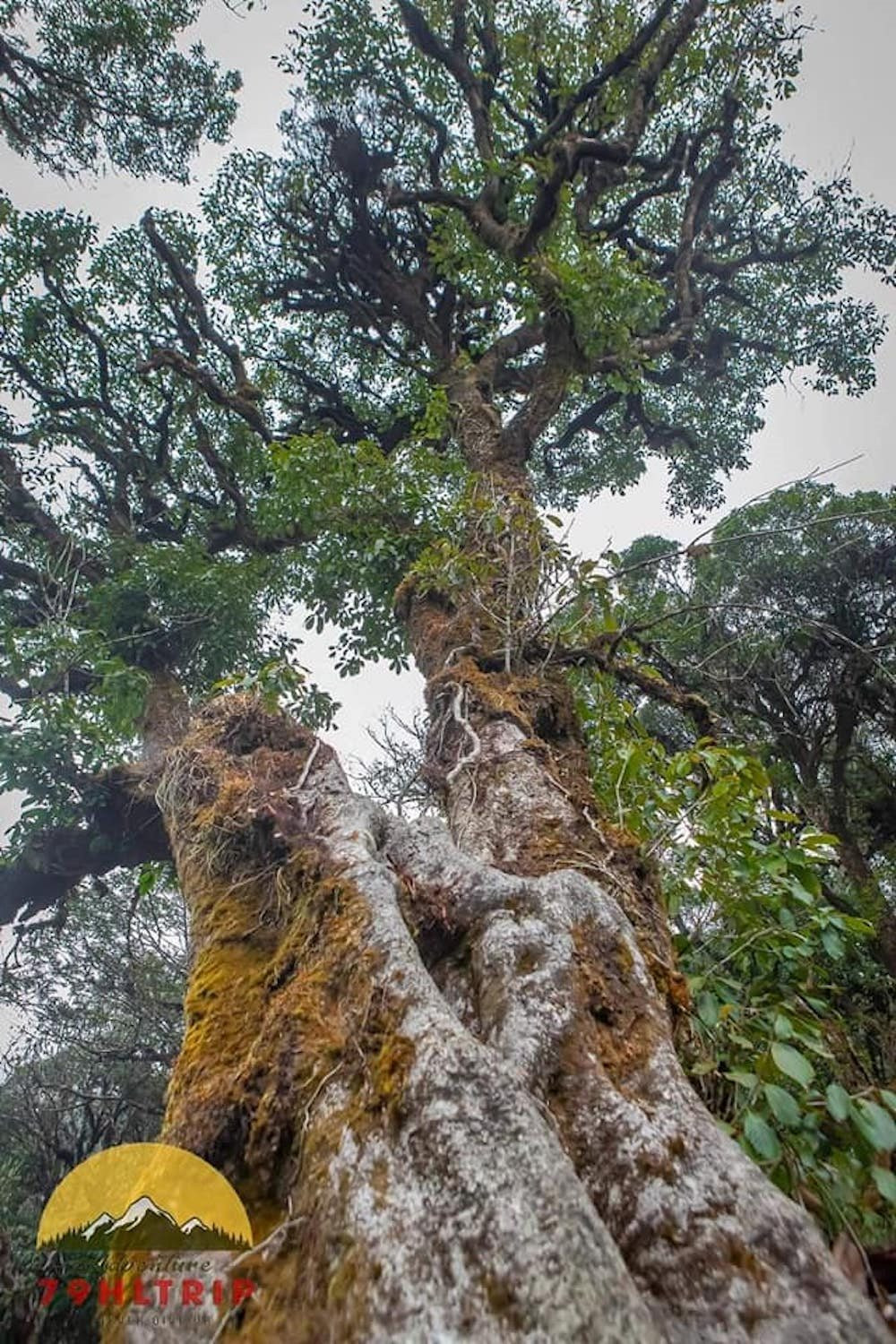 Nhiều người nhận xét, nhìn cánh rừng Tà Xùa như thể quay lại thời kỳ khủng long cách đây hàng triệu năm với khung cảnh huyền bí, lạ lùng...