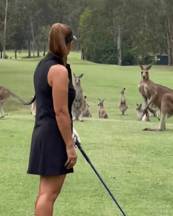 Đàn Kangaroos xâm chiếm sân golf - 1