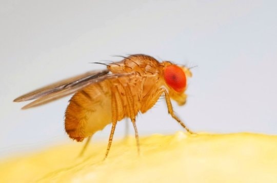 Mối nguy hiểm khi phải sống chung với ruồi  Pestkil Việt Nam