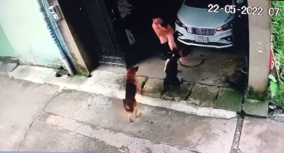 Kinh hãi clip bé gái bị 2 con chó tấn công, người bố liều mạng giằng co với thú dữ
