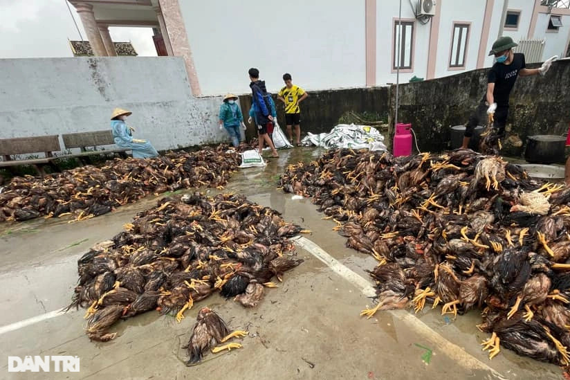 Hàng trăm người vặt lông 4.000 con gà chết do mưa lũ - 4