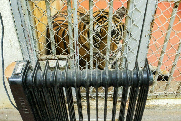 Vườn thú Thủ Lệ kích hoạt biện pháp giữ ấm cho thú dưới thời tiết khắc nghiệt - 8