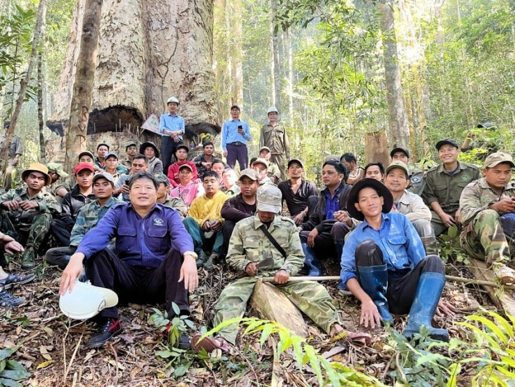 Chiêm ngưỡng cây sao cát 