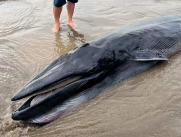 Cá Ông 300 kg trôi dạt vào bờ biển Trà Vinh - 1