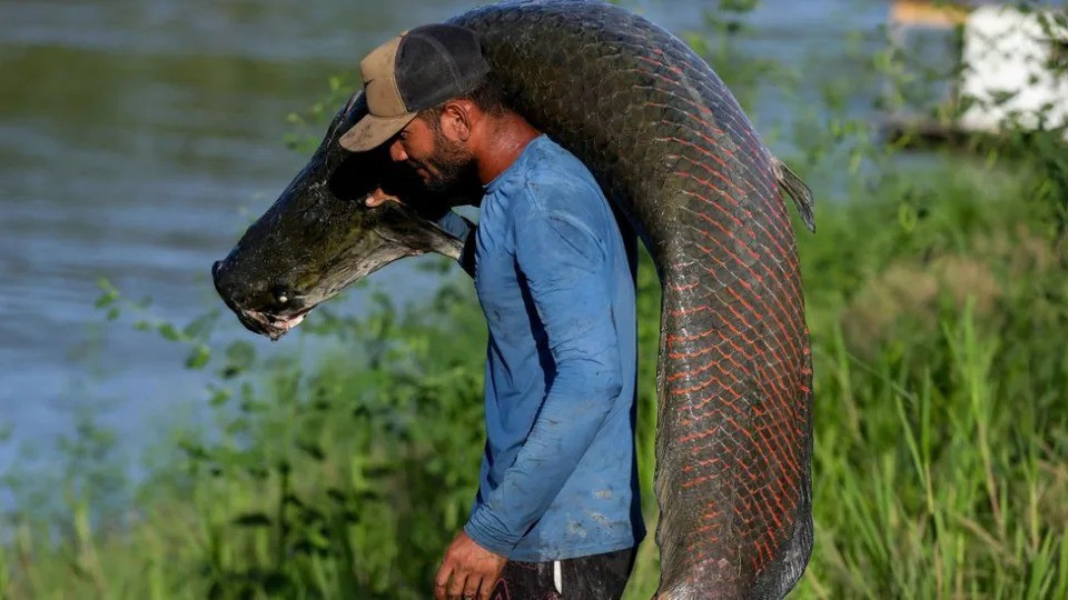 Thủy quái hung tợn ở sông Amazon, cá hổ piranha cũng khiếp sợ - 2