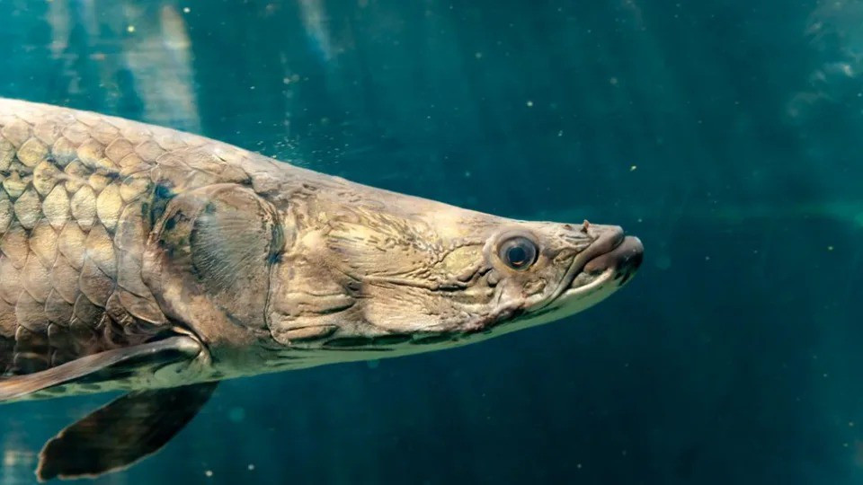 Thủy quái hung tợn ở sông Amazon, cá hổ piranha cũng khiếp sợ - 3
