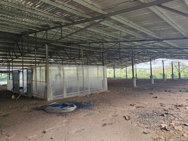Những trang trại 'điện mặt trời' kỳ lạ ở Đắk Nông - 1