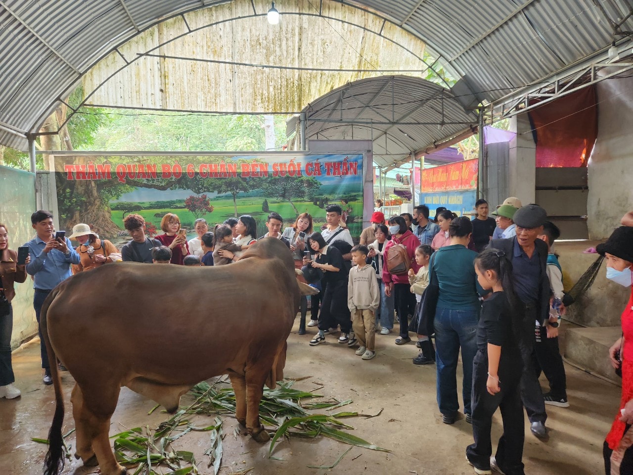 Độc lạ bò 6 chân, 2 đuôi bên cạnh suối cá thần- Ảnh 6.