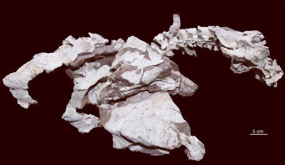 Hóa thạch một phần của Datai yingliangis - Ảnh: Xing và các cộng sự