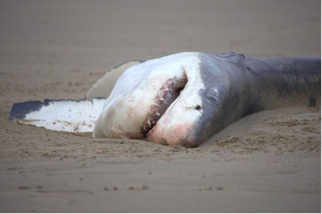 Xác cá mập trắng lớn dạt vào bờ biển gần Hartenbos, Nam Phi, tháng 6/2023. (Ảnh: Christiaan Stopforth)