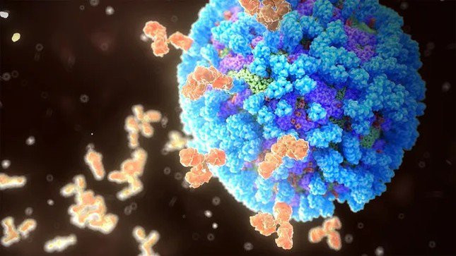 Các nhà khoa học đã phát hiện ra các kháng thể nhắm vào phần dưới khó tiếp cận của protein trên virus cúm. (Nguồn ảnh: THƯ VIỆN ẢNH KHOA HỌC / NANOCLUSTERING)