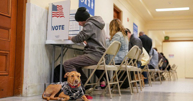 Một chú chó đợi chủ bỏ phiếu tại Tòa thị chính San Francisco trong ngày bầu cử sơ bộ 