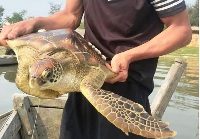 Cá thể rùa biển quý hiếm được phát hiện mắc lưới khi bơi lạc vào vùng nước lợ đầm phá Tam Giang - Cầu Hai, tỉnh TT-Huế. Ảnh: CTV