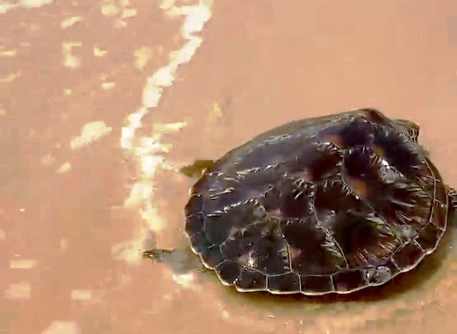 Cá thể rùa biển được thả về môi trường tự nhiên.