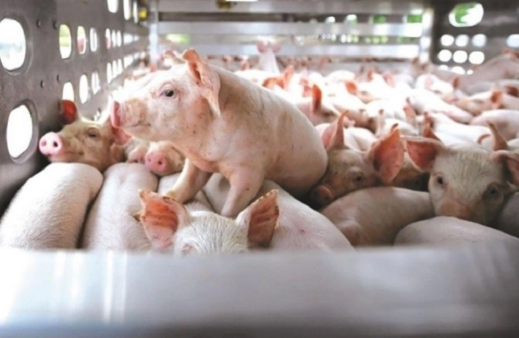Cổ phiếu DN chăn nuôi rục rịch tăng giá nhờ giá lợn hơi tăng mạnh