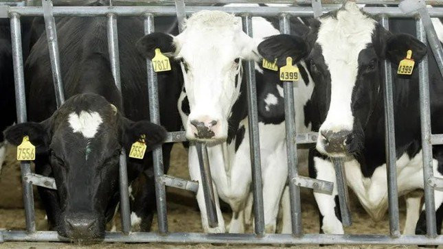 Ảnh minh họa bò sữa tại các trang trại ở Mỹ của Bloomberg
