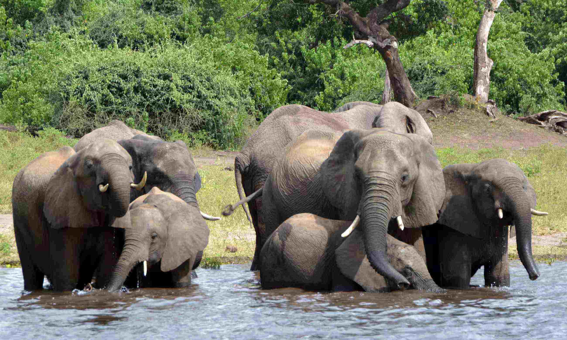 Đàn voi ở Botswana (ảnh: Guardian)