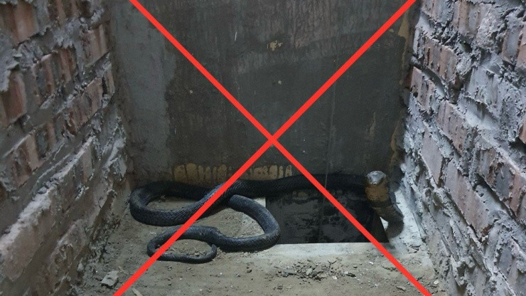 Mua bán rắn hổ mang chúa là hành vi vi phạm quy định về bảo vệ động vật nguy cấp quý hiếm. Ảnh: CA