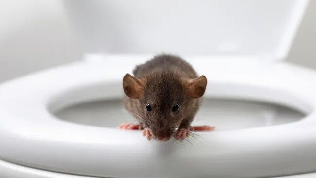 Chuột có thể ẩn nấp trong bồn cầu. (Ảnh: Liudmila Chernetska)