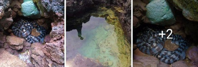 Hình ảnh về một ổ rắn biển hơn 15 con trong hang đá ở Hòn Đen trên mạng xã hội.