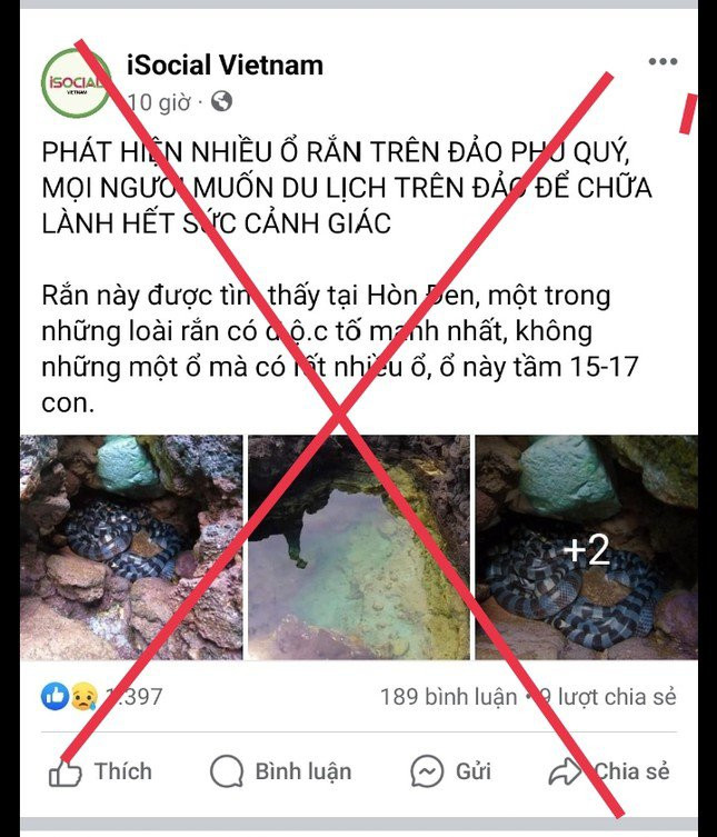 Sự thật về ‘ổ rắn độc nhất thế giới’ bất ngờ xuất hiện ở đảo Phú Quý - 3
