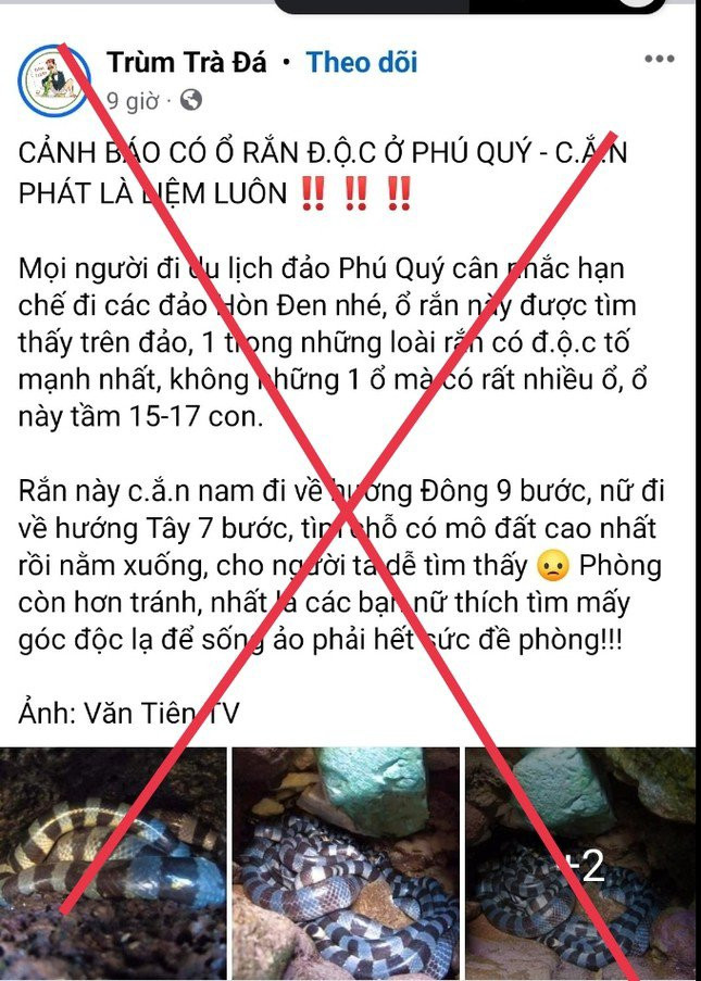 Một số thông tin sai lệch về việc xuất hiện loài rắn độc nhất thế giới tại Phú Quý.