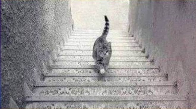 Bức ảnh gây tranh cãi: Con mèo đang đi lên hay xuống? - Ảnh 1.