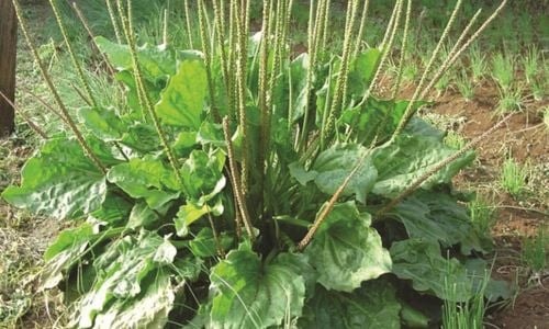 Các loại cây thuốc nam chữa bệnh tiểu đường