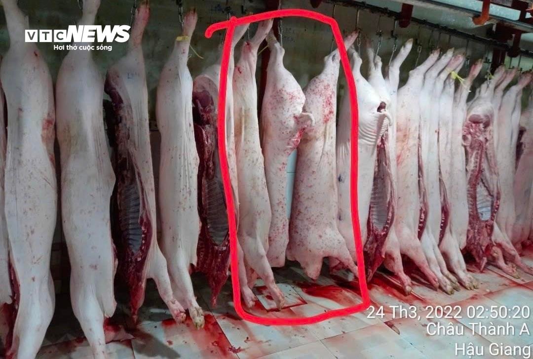 Lò mổ heo gia công cho C.P ở Hậu Giang không đăng ký kiểm dịch xuất đi Sóc Trăng - 3