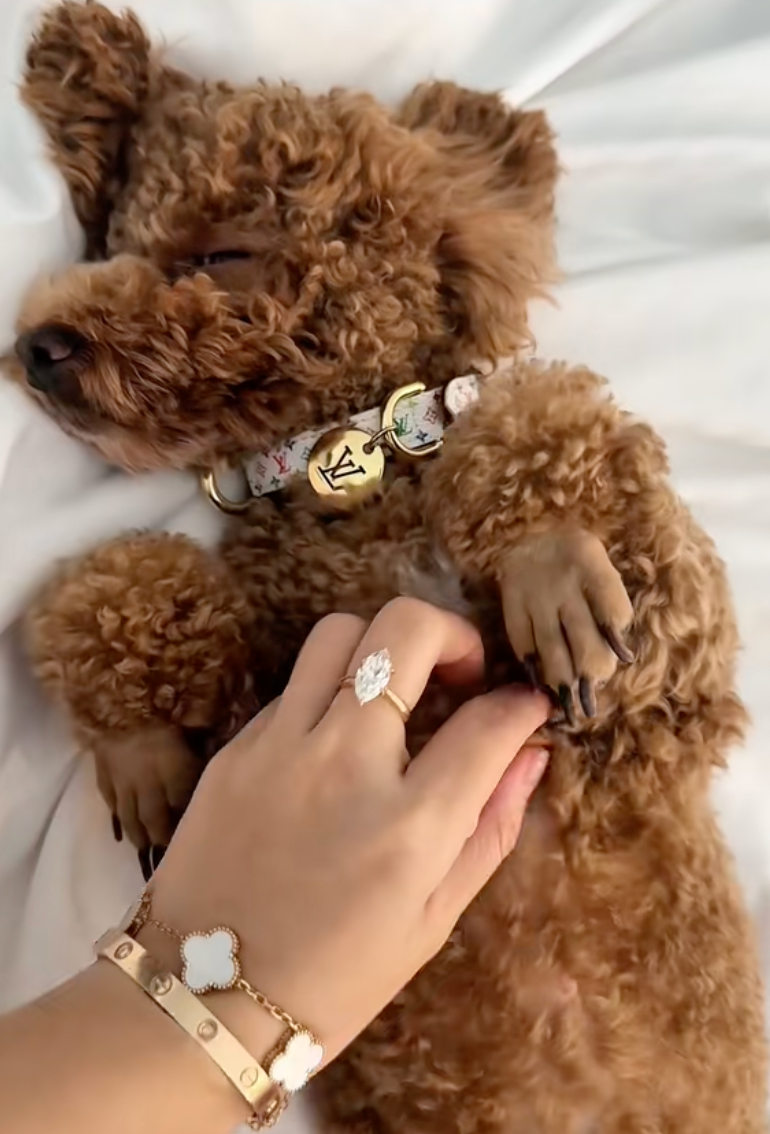 Tranh cãi chuyện cô gái Hà Nội chi 50 triệu đồng tổ chức sinh nhật cho chó - 4