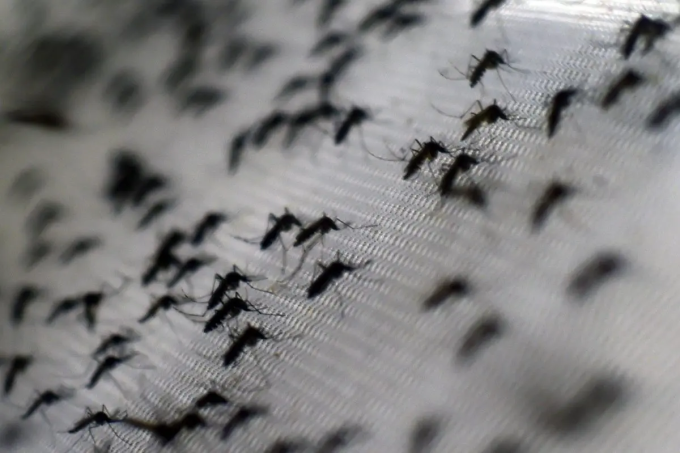 Muỗi Aedes aegypti bị nhiễm vi khuẩn Wolbachia. Ảnh: AFP