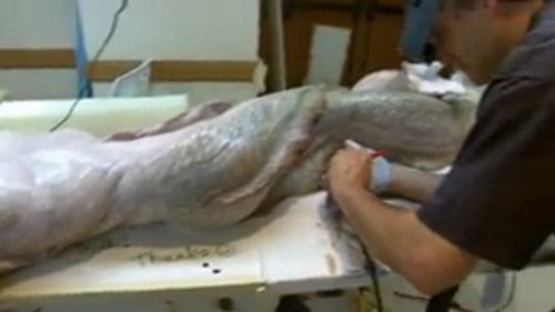 Sự thật bất ngờ về “xác nàng tiên cá” trên bãi biển - 4