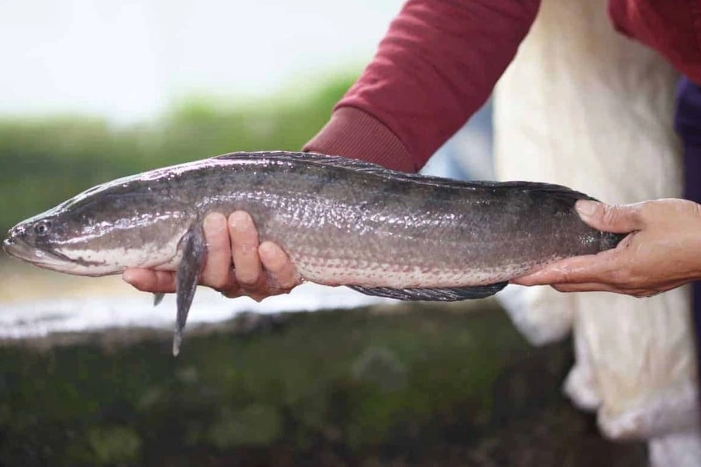 3 loại cá Việt giá rẻ bổ không thua kém cá ngoại - 1