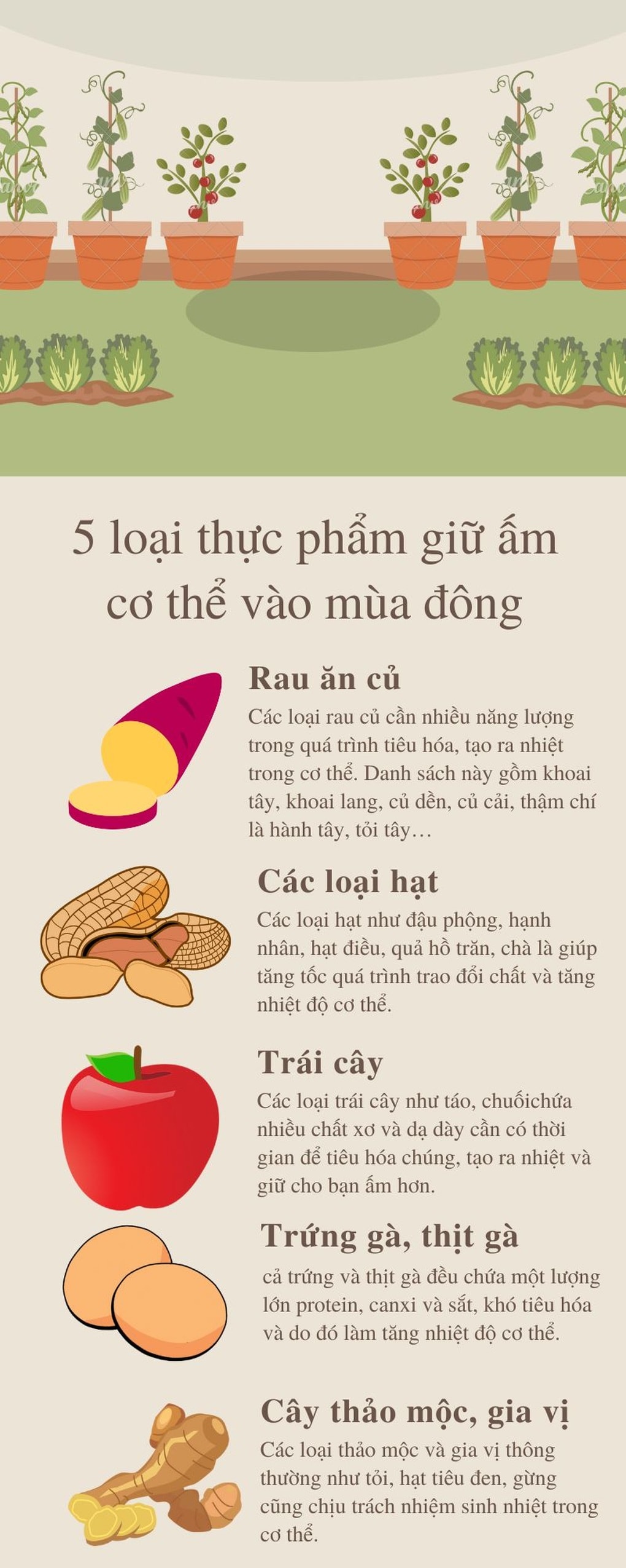 Loại củ dân dã được ví như “nhân sâm mùa đông” - 2