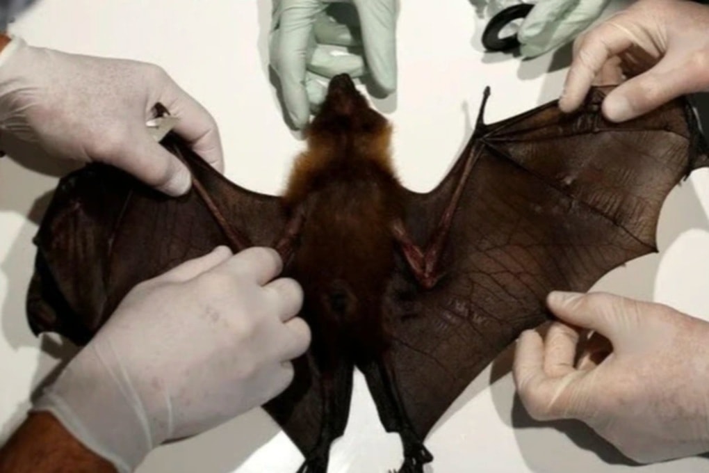 Hà Nội có công văn khẩn về phòng chống virus Nipah - 1