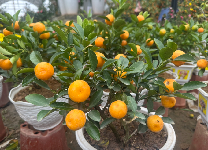 Cây quất là hình ảnh không thể thiếu trong mỗi gia đình dịp Tết, đại diện cho sự sung túc, may mắn và ấm no. Ảnh: Hoàng Linh