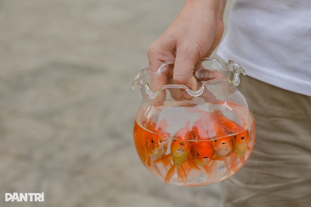 Tranh cãi không nên thả cá chép đỏ ồ ạt ngày ông Công, ông Táo - 2