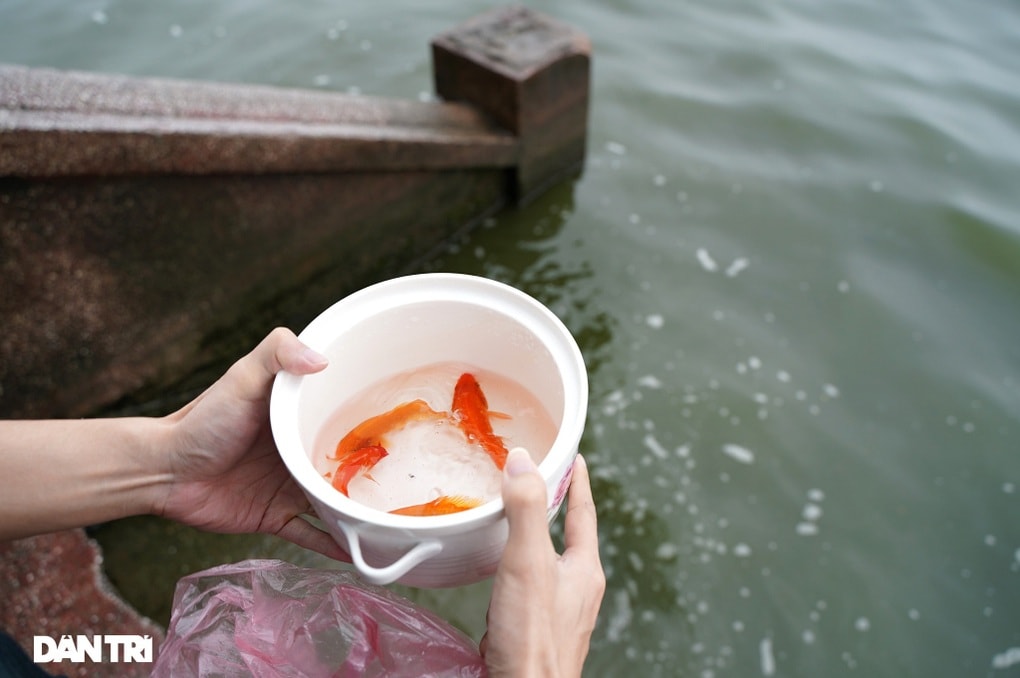 Tranh cãi không nên thả cá chép đỏ ồ ạt ngày ông Công, ông Táo - 1