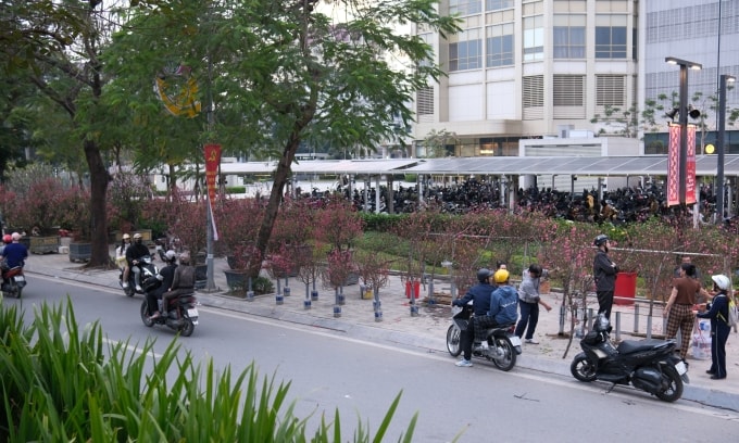 Lượng cành đào, cây quất còn khá nhiều trên đường Lạc Long Quân cuối chiều 14/2 (27 Âm lịch). Ảnh: Anh Tú