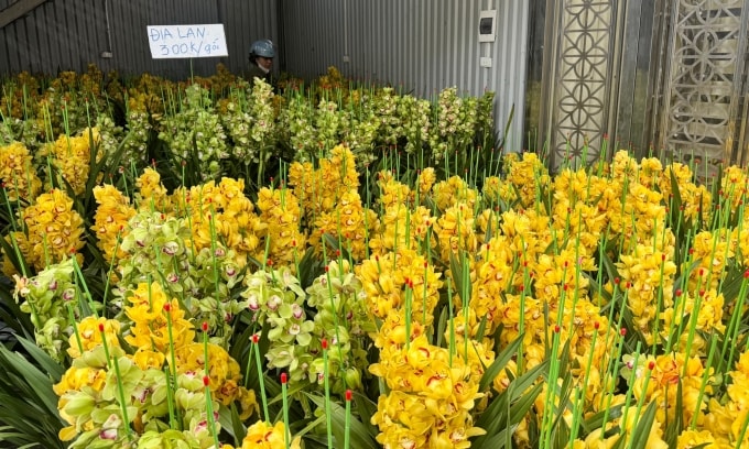 Địa lan đồng giá 300.000 một chậu, giảm 100.000-150.000 so với những hôm trước. Ảnh: Anh Tú