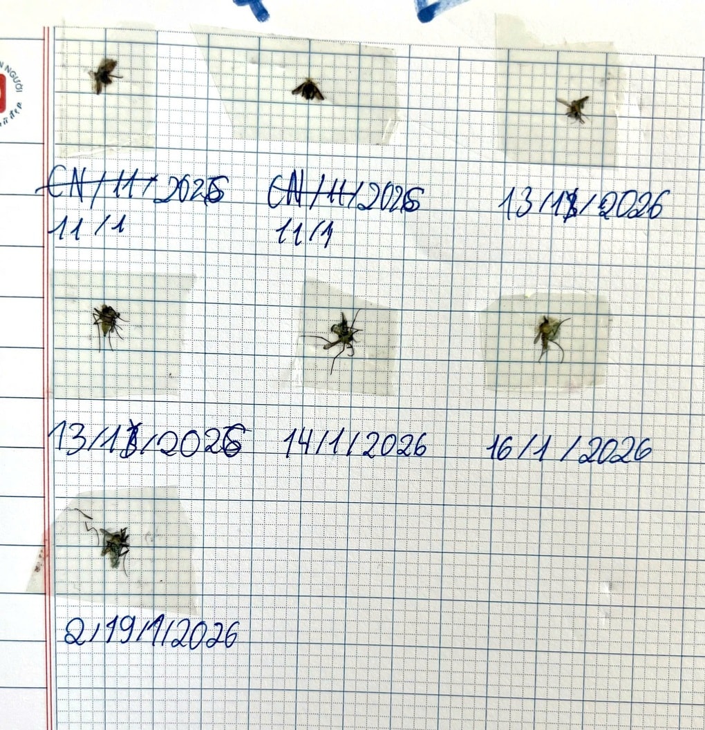 Cô giáo “đứng hình phát hiện bộ sưu tập muỗi trong vở học sinh - 1