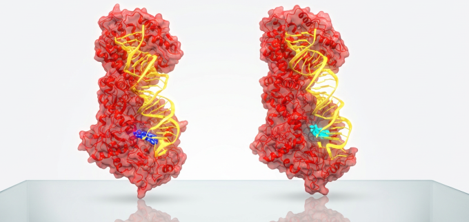 Túi liên kết G (màu xanh da trời) và túi liên kết U (màu xanh lá cây) được xác định thông qua phương pháp hiển vi điện tử lạnh (Cryo-EM). Ảnh: Nhân vật cung cấp