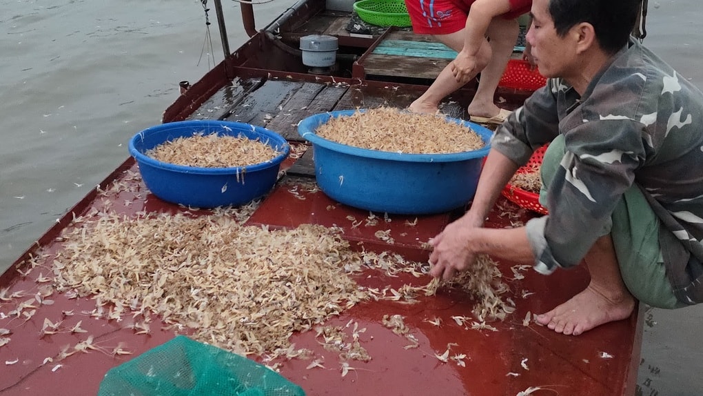 Đặc sản ở Hà Nội xuất hiện 30 phút rồi chết, muốn bắt phải canh cả đêm - 1