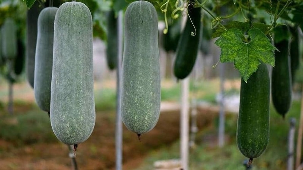 5 thực phẩm bình dân giúp bữa tối nhẹ bụng, hỗ trợ kiểm soát cân nặng - 1
