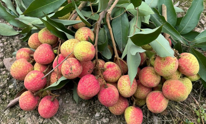 Để an toàn cho đường huyết, người bình thường chỉ nên ăn tối đa 10-12 quả vải tươi/ngày, riêng người tiểu đường cần dưới 9 quả và tránh vải đóng hộp. Ảnh: Vân Phạm