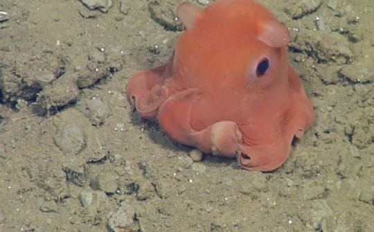 Cận cảnh vẻ đáng yêu của chú bạch tuộc nhỏ nhất thế giới