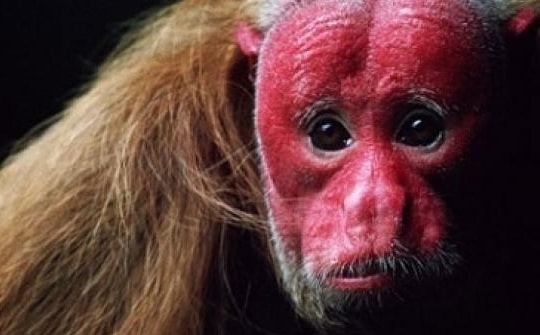 Giật mình trước 5 sinh vật có vẻ ngoài kỳ dị