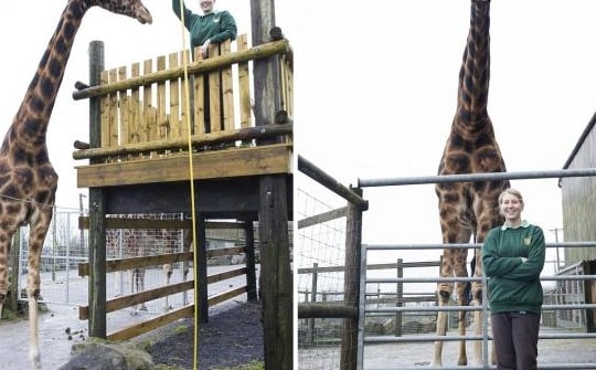 'Choáng' với chú hươu cao cổ cao nhất thế giới