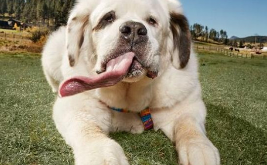 Chú chó có lưỡi dài "miên man", lập kỷ lục thế giới